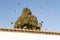 Group of doves with colored wings flying around a big cypress tree behind a white wall with blue sky