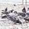 Group doves stone beach.