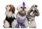 Group of dressed and groomed Shih-tzu\'s