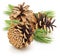 Group dried cones pine of wild pine. With green leaves Isolated on white background.