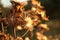 Group of dried plants with leaves and seeds swaying in the wind