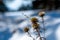 Group of dried thistles on a cold winter day