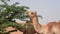 Group of dromedary camels Camelus dromedarius in desert sand dunes of the UAE eating peas and leaves of Ghaf Tr