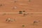 A group of dromedary camels Camelus dromedarius walking acorss the desert sand in the United Arab Emirates