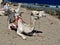 Group of dromedary camels on the Red Sea