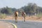 A group of dromedary camels walk down the road in the Middle Eastern Road while cars wait