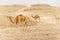 Group of dromedary camels walking in wild desert heat nature.