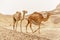 Group of dromedary camels walking in wild desert heat nature.