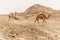 Group of dromedary camels walking in wild desert heat nature.