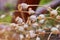 Group of dry heads capsules of the ripened poppy