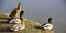 Group of duck birds on the shore