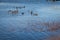 A group of duck swimming in blue waters of river Thames on a sunny day