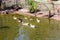 Group of duck swimming in the marsh