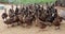 Group of duck walk on the farm. are fed to animals as economic to store eggs and meat