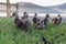 Group of ducklings, on land with water in the background