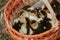 Group of ducklings overlap on basket with straw, newborn duck with black and yellow feather ready for sell