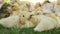 A group ducklings sitting on grass