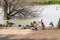 A group of ducks - different colors and sizes - resting on the shore of a calm lake with trees in the background - sunny weather