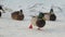 Group of ducks eating on snow