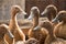 Group of ducks in farm, traditional farming in Thailand, animal farm