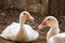 Group of ducks in farm, traditional farming in Thailand, animal farm