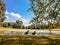 Group of ducks on the grass in a natural park on autumn