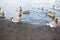 Group of ducks in lake