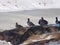 A group of ducks sitting on a hill. Early spring, part of the snow has not melted