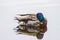 a group of ducks sitting on top of a tree branch in the water of a lake or lake with other ducks