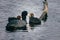 a group of ducks sitting on top of a tree branch in the water of a lake or lake with other ducks