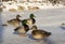 Group of ducks, some birds, females and males in the snow, the s