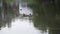 Group ducks swim calmly in large pond on cloudy day.