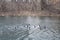 Group of ducks swimming on the river