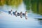 a group of ducks swimming in a row on a tranquil lake