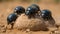 A group of dung beetles rolling a ball of dung created with Generative AI