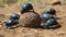 A group of dung beetles rolling a ball of dung created with Generative AI