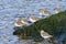 Group of Dunlin all stand on a green seaweed covered rock on the seashore, facing in same direction