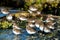 Group of Dunlin birds (Calidris alpina) near the Esquimalt Lagoon in Canada