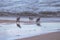 Group of dunlin calidris alpina in Saler beach