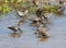 A group of Dunlin feeds in shallow water