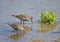 A group of Dunlin feeds in shallow water