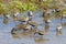 A group of Dunlin feeds in shallow water