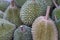 Group of Durian fruit at the outdoor market