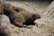 Group of Dwarf Mongooses Digging Holes