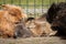 A group of dwarf rabbits cleaning each other