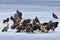 Group of eagles on ice. Steller`s sea Birds feeding fish in the snow lake. Animal behaviour in winter.eagles, Haliaeetus pelagicu