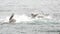 Group of eared seal animal dives into water of Sea of Okhotsk.