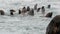 Group of eared seal animal dives into water of Sea of Okhotsk.