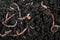 Group of earthworms in black soil as background. Gardening concept. Garden compost and worms