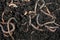 Group of earthworms in the ground and compost, as background. Gardening concept